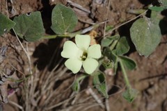 Thunbergia capensis