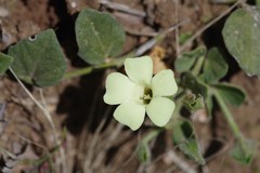 Thunbergia capensis