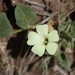 Cape Clockvine - Photo (c) Craig Peter, some rights reserved (CC BY-NC), uploaded by Craig Peter