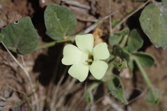 Thunbergia capensis