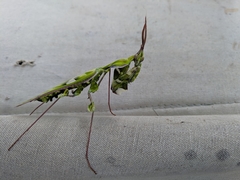 Idolomantis diabolica