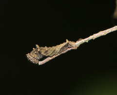 Neptis hylas varmona
