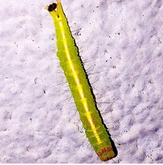 Lepidoptera