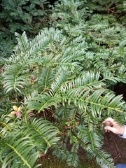 Cephalotaxus