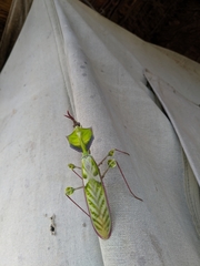 Idolomantis diabolica