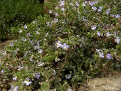 Chaenorhinum villosum