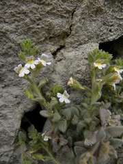 Chaenorhinum villosum