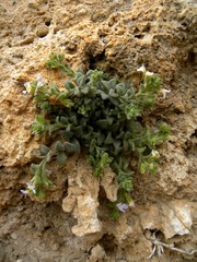 Chaenorhinum villosum