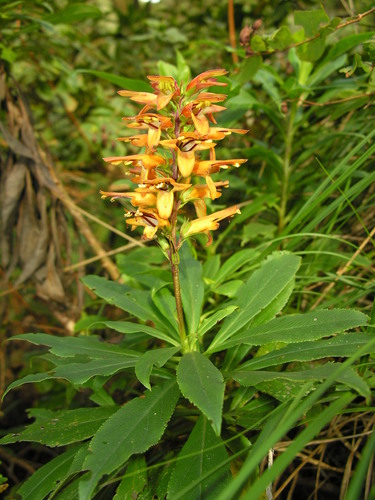 Digitalis image