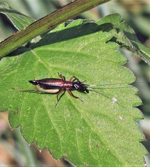 Cranistus colliurides