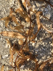 Sargassum filipendula