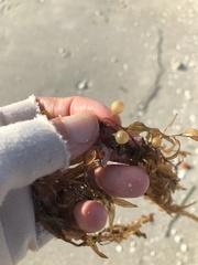 Sargassum filipendula