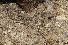 Sceloporus albiventris