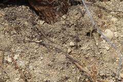 Sceloporus albiventris