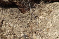Sceloporus albiventris