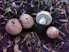 Agaricus brunneolus