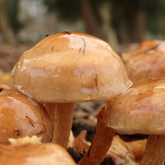 Pholiota lubrica