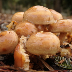 Pholiota lubrica