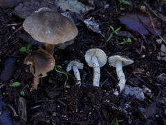 Lepiota grangei