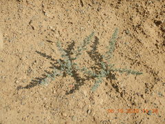 Halogeton glomeratus