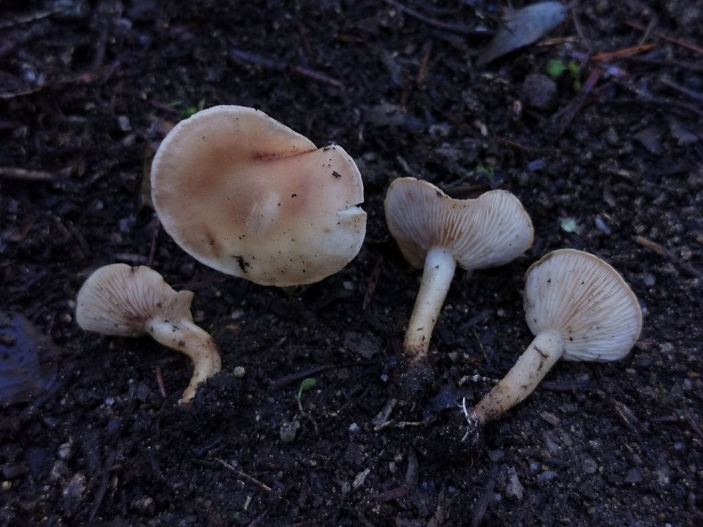 Rhodocybe asanii from 08020 Lula NU, Italia on December 14, 2020 at 10: ...
