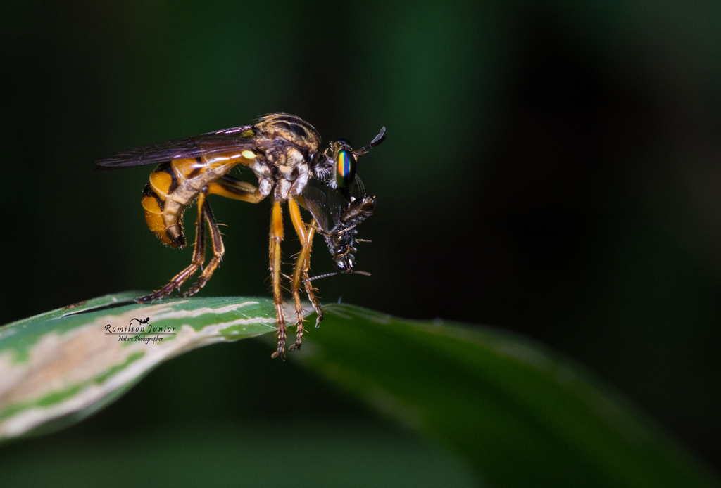 Tocantinia