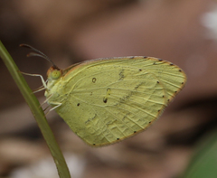 Eurema brigitta rubella