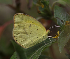 Eurema brigitta rubella
