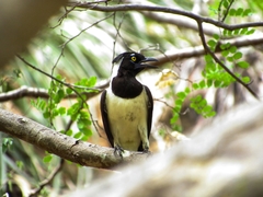 Cyanocorax cyanopogon