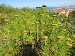 Hymenolepis