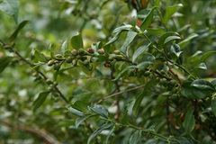 Sarcococca hookeriana digyna