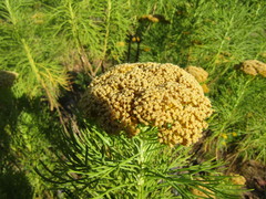 Hymenolepis