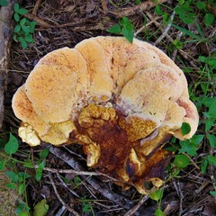 Laetiporus baudonii