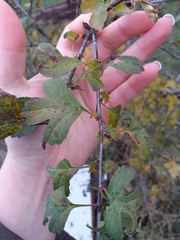 Crataegus monogyna
