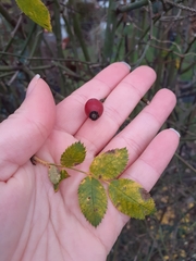 Rosa canina