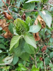 Ruellia blechum image