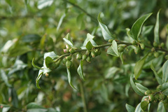 Sarcococca hookeriana digyna