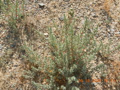 Halogeton glomeratus