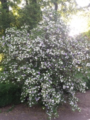 Brunfelsia australis