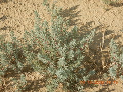 Halogeton glomeratus