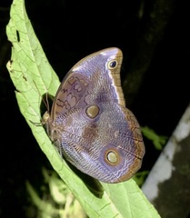 Catoblepia xanthicles