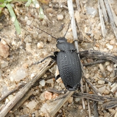 Licinus punctatulus granulatus