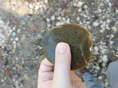 Apalone spinifera spinifera