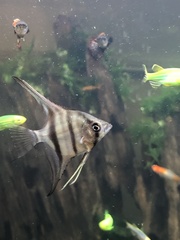 Pterophyllum