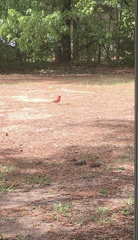 Cardinalis