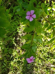 Catharanthus roseus image