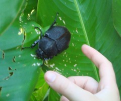 Dynastes septentrionalis