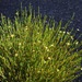 Hypericum gentianoides - Photo (c) Michael J. Papay,  זכויות יוצרים חלקיות (CC BY), הועלה על ידי Michael J. Papay