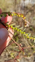 Phyllanthus abnormis
