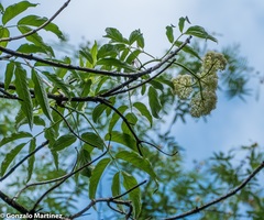 Sambucus peruviana